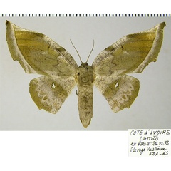 /filer/webapps/moths/media/images/S/specularia_Dioptrochasma_AF_ZSM.jpg