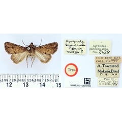 /filer/webapps/moths/media/images/T/townsendi_Apospasta_HT_BMNH.jpg