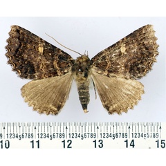 /filer/webapps/moths/media/images/C/congoensis_Hypersypnoides_AF_BMNH.jpg