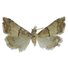 /filer/webapps/moths/media/images/I/impar_Ptychopseustis_A_BMNH.jpg