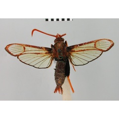 /filer/webapps/moths/media/images/D/difformis_Alonina_STM_BMNH.jpg