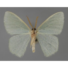 /filer/webapps/moths/media/images/E/eucela_Chlorocoma_A_ZSM_02.jpg