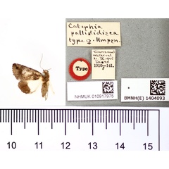 /filer/webapps/moths/media/images/P/pallididisca_Catephia_HT_BMNH.jpg