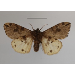 /filer/webapps/moths/media/images/K/kenyana_Afroarctia_A_MGCLb_01.jpg