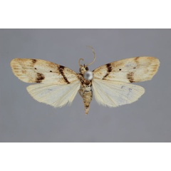 /filer/webapps/moths/media/images/P/placida_Exilisia_HT_BMNH.jpg
