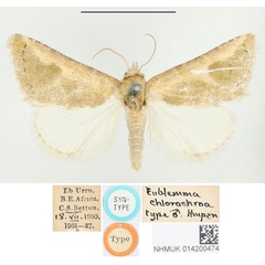 /filer/webapps/moths/media/images/C/chlorochroa_Eublemma_STM_BMNH.jpg
