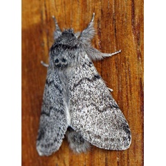 /filer/webapps/moths/media/images/S/septentrionalis_Epicerura_A_Voaden.jpg