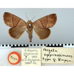/filer/webapps/moths/media/images/A/approximans_Negeta_HT_BMNH.jpg