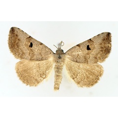 /filer/webapps/moths/media/images/A/arctinotata_Plecoptera_AM_TMSA_01.jpg