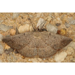 /filer/webapps/moths/media/images/E/equitaria_Panagropsis_A_Heyns_03.jpg