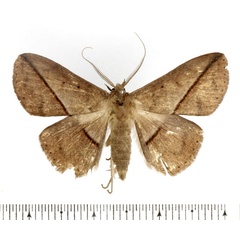 /filer/webapps/moths/media/images/E/egcarsia_Ugia_AM_BMNH.jpg