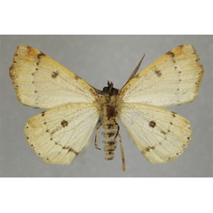/filer/webapps/moths/media/images/M/mariaetheresiae_Odontopera_HT_ZSMb.jpg