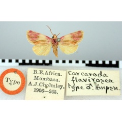 /filer/webapps/moths/media/images/F/flavirosea_Carcharoda_HT_BMNH.jpg