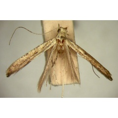 /filer/webapps/moths/media/images/S/sychnospila_Caloptilia_HT_TMSA5656.jpg
