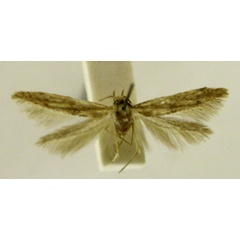 /filer/webapps/moths/media/images/F/fatigata_Blastobasis_HT804_TMSA_01.jpg