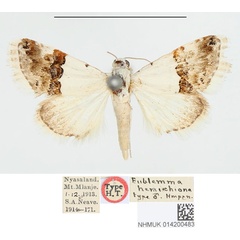 /filer/webapps/moths/media/images/H/hemichiona_Eublemma_HT_BMNH.jpg