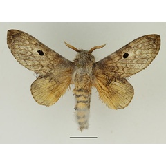 /filer/webapps/moths/media/images/M/meridionalis_Gastroplakaeis_AM_Basquin_03.jpg