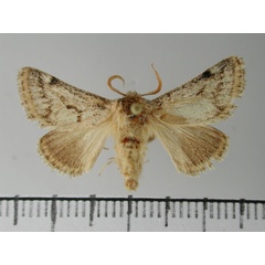 /filer/webapps/moths/media/images/A/austera_Astatophlebia_HT_NMNW.jpg