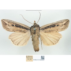 /filer/webapps/moths/media/images/P/ptyonophora_Cirphis_STM_BMNH_02.jpg
