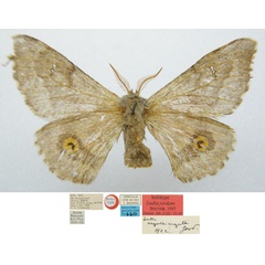 /filer/webapps/moths/media/images/J/jordani_Ludaia_HT_NHMUKa.jpg