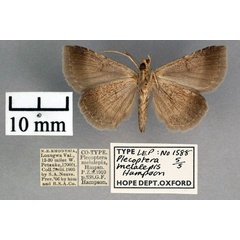 /filer/webapps/moths/media/images/M/melalepis_Plecoptera_STM_OUMNH_02.jpg