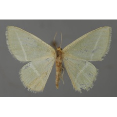 /filer/webapps/moths/media/images/S/sudanica_Mixocera_A_ZSM_01.jpg