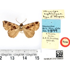 /filer/webapps/moths/media/images/R/ruptisigna_Marcipa_HT_BMNH.jpg