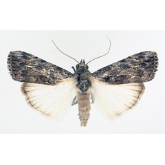 /filer/webapps/moths/media/images/R/retracta_Hypotacha_AM_TMSA_01.jpg