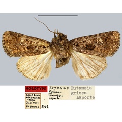 /filer/webapps/moths/media/images/G/grisea_Eutamsia_HT_MNHN.jpg