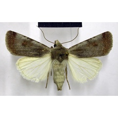 /filer/webapps/moths/media/images/E/ecvinacea_Lycophotia_AF_TMSA.jpg