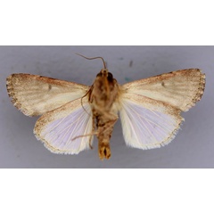 /filer/webapps/moths/media/images/M/mauritia_Spodoptera_A_RMCA_04.jpg