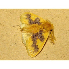 /filer/webapps/moths/media/images/A/aethiopica_Euproctis_A_Goff_02.jpg