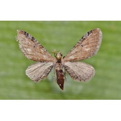 /filer/webapps/moths/media/images/S/semipallida_Eupithecia_A_Butler.jpg