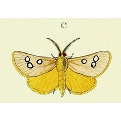/filer/webapps/moths/media/images/P/phedonia_Rhadinophora_Cramer4_347_C.jpg