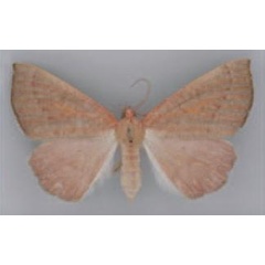 /filer/webapps/moths/media/images/A/anophthalma_Pareclipsis_AF_TMSA.jpg