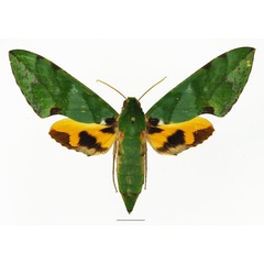 /filer/webapps/moths/media/images/M/megaera_Euchloron_AF_Basquina.jpg