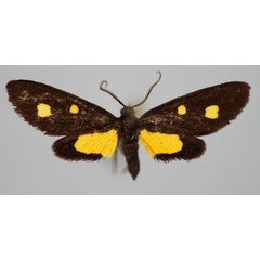 /filer/webapps/moths/media/images/C/cowani_Thyrosticta_PT_BMNH.jpg