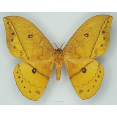 /filer/webapps/moths/media/images/I/imperator_Pseudantheraea_AM_Basquin_01a.jpg