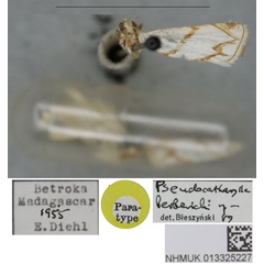 /filer/webapps/moths/media/images/B/berberichi_Pseudocathyrella_PT_BMNH.jpg
