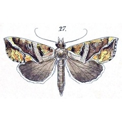 /filer/webapps/moths/media/images/W/wahlbergi_Plusia_HT_Felder_1875_110-27.jpg