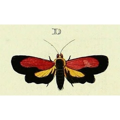 /filer/webapps/moths/media/images/L/liboria_Cyana_Cramer4_345_D.jpg