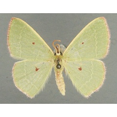 /filer/webapps/moths/media/images/P/phoenicosticta_Neromia_AM_TMSA.jpg