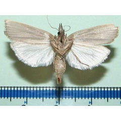 /filer/webapps/moths/media/images/P/paludella_Calamotropha_A_Goffb_01.jpg