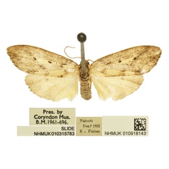 /filer/webapps/moths/media/images/N/ngai_Exilisia_HT_BMNH.jpg