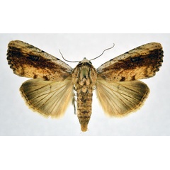 /filer/webapps/moths/media/images/B/brunnescens_Xanthodes_A_NHMO.jpg