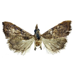 /filer/webapps/moths/media/images/S/suffusalis_Ptychopseustis_HT_BMNH.jpg