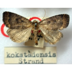 /filer/webapps/moths/media/images/K/kokstadensis_Athetis_HT_BMNH.jpg
