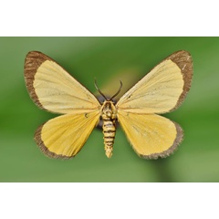 /filer/webapps/moths/media/images/M/marginata_Petovia_A_Butler.jpg