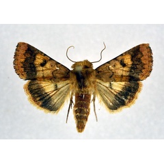 /filer/webapps/moths/media/images/A/assulta_Helicoverpa_A_NHMO.jpg