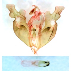 /filer/webapps/moths/media/images/A/angola_Neuranethes_GMHT_BMNH_2103.jpg